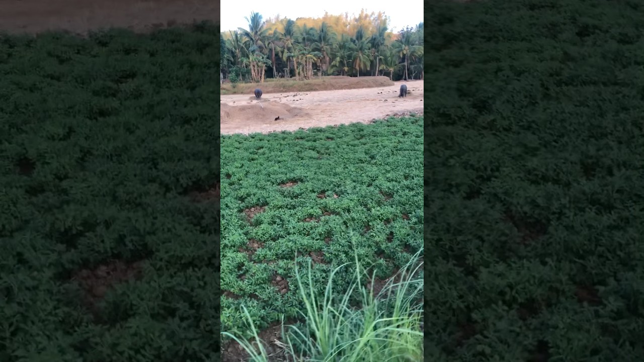 Peanut 🥜 farming 👩‍🌾 Plant and Grow peanuts 