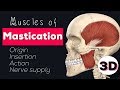 MUSCLES OF MASTICATION - 3D
