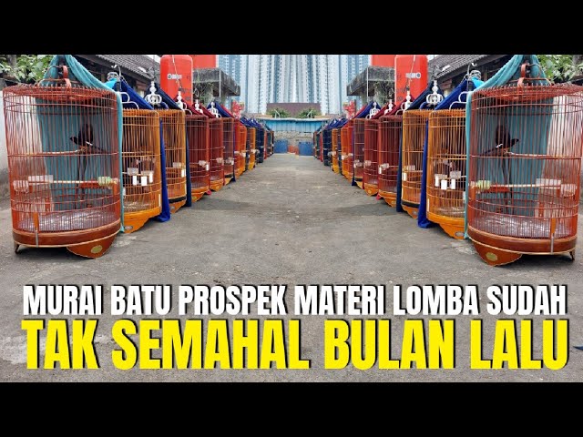 SUDAH TAK SEMAHAL BULAN LALU ! HARGA MURAI BATU PROSPEK MATERI LOMBA DI JAKARTA class=