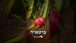 איך לגרום לפיטאיה להניב פרי והרבה: גובה נכון!🌵🍇