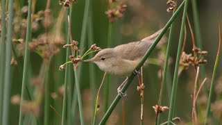 Aberrant Reed Warbler song