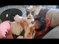 久々の再会　執拗に娘に絡む猫　暴れ猫/保護猫ハナ♂