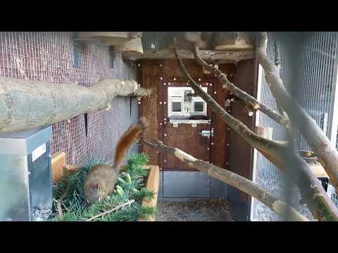 Veverička Kanadská (Tamiasciurus hudsonicus)/Čikari červený/American red squirrel/