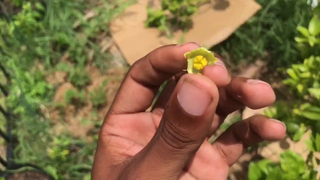 How to HandPollinate Watermelons! Early Moonbeam YouTube