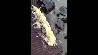 These turtles are so lucky, he feeds them amazing food