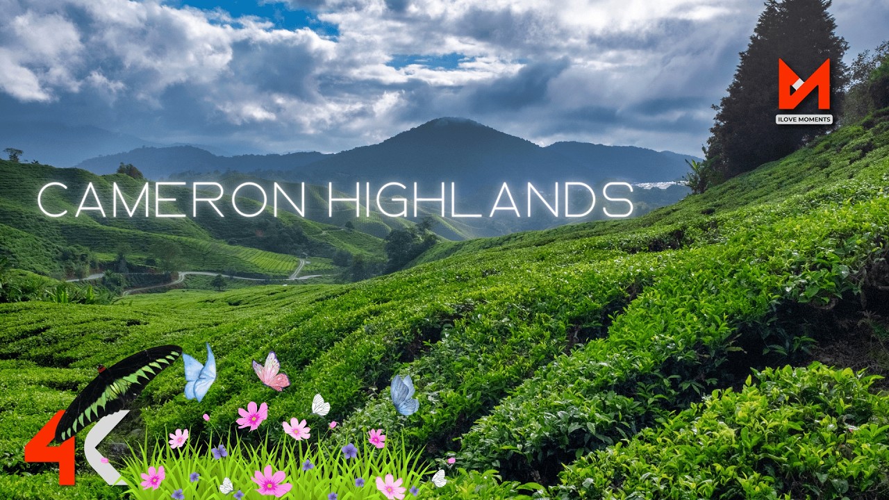 Cameron Highlands Malaysia in 4K | Butterfly Garden & Cameron Valley Tea Plantation Travel Guide