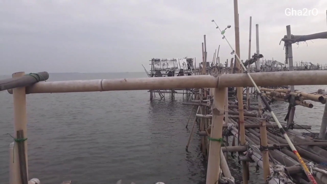 mancing ikan sembilang di bagan tanjung pasir