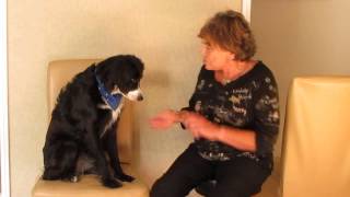 MOST AMAZING DOG DOES MATH & SPELLING!