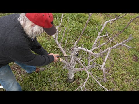 Video: Hvordan redde et epletre som er skadet av mus? Behandling og forebygging