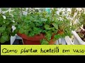 NÃO BEBA CHÁ DE HORTELÃ Antes de Ver Esse Vídeo ...