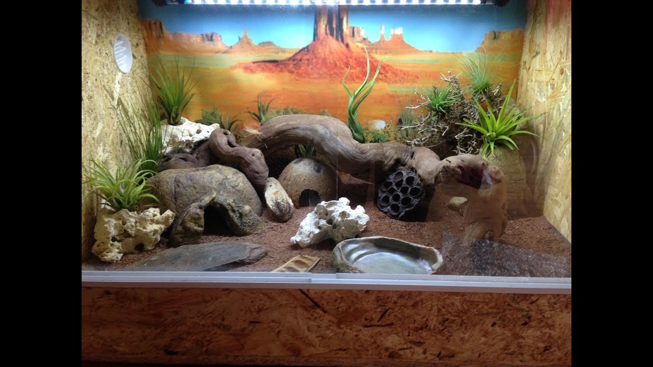 aménagement et décor terrarium gecko léopard YouTube