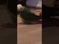 #birds #parrot