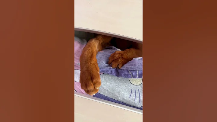 Video 11234921: meet abyssinian cat, abyssinian cats love, abyssinian cat playing, cutest cats, cat curiously plays