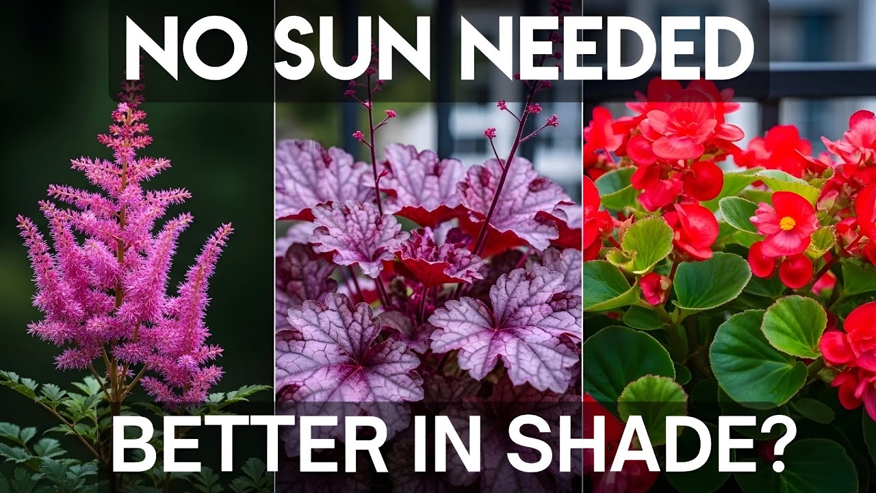 Your North-Facing Balcony Isn't Useless-Here's Why