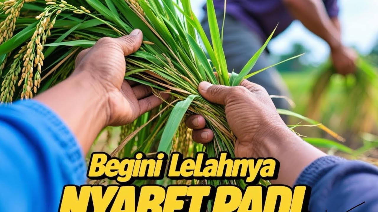 Nyabet Padi ,, Begini lelahnya 💪🏾