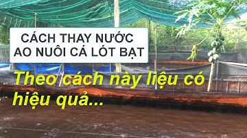 Cách thay nước ao lót bạt nuôi cá rô đầu nhím | Đó đây TN