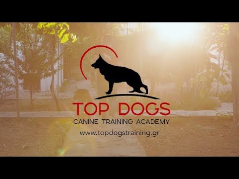 Βίντεο: Η κλινική κατοικίδιων ζώων μπαίνει για να βοηθήσει το σκύλο με τα δύο πόδια με ειδικές ανάγκες να περπατάει σαν τα κανονικά σκυλιά