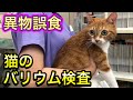 猫はバリウムをこう飲む。布やひもを食べちゃう猫ちゃんはとても多いです。【異物誤飲】