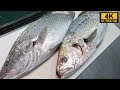 白身魚の捌き方を凄腕魚屋が伝授！目利きのポイントやオオニベの美味しい食べ方も公開します♪