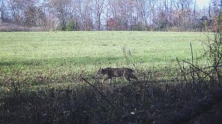 Bobcat trapping season underway in Indiana