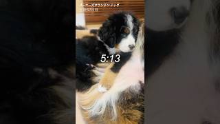【生後62日目】我が家で一番早起きなバーニーズの子犬🐾