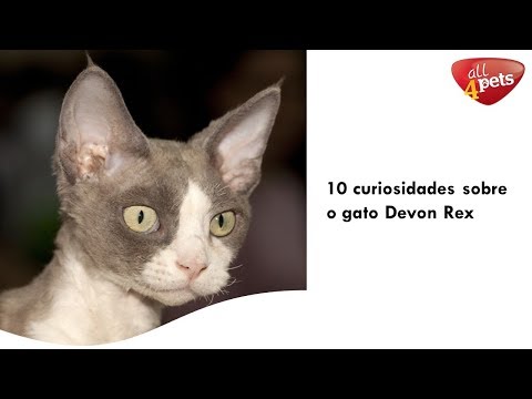 Vídeo: Fatos Fatos Sobre O Devon Rex