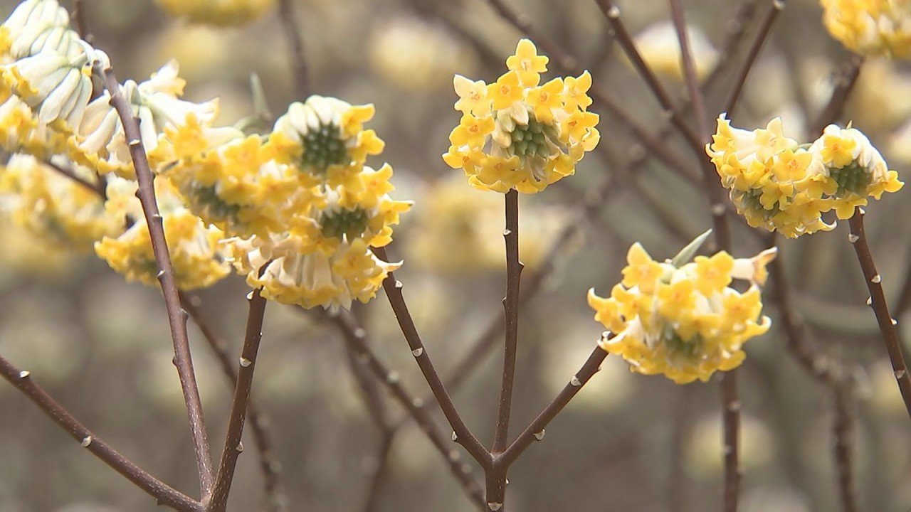 Mitsumata flowers in full bloom, managed by a local preservation