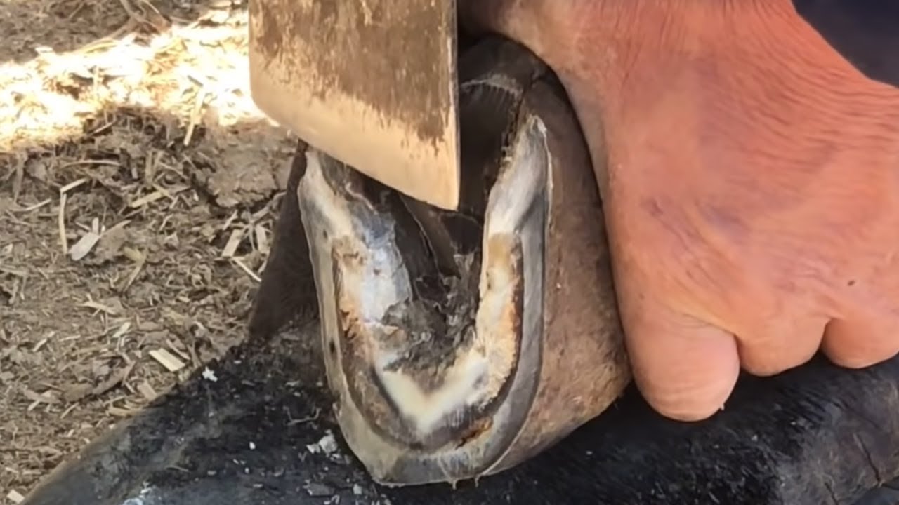 𝐇𝐨𝐨𝐟 𝐓𝐫𝐢𝐦𝐦𝐢𝐧𝐠 𝐂𝐨𝐦𝐩𝐢𝐥𝐚𝐭𝐢𝐨𝐧 𝐒𝐡𝐨𝐫𝐭 YouTube