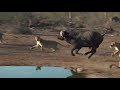 SafariLive- Huge buffalo bull escapes from the Nkuhuma lion pride!