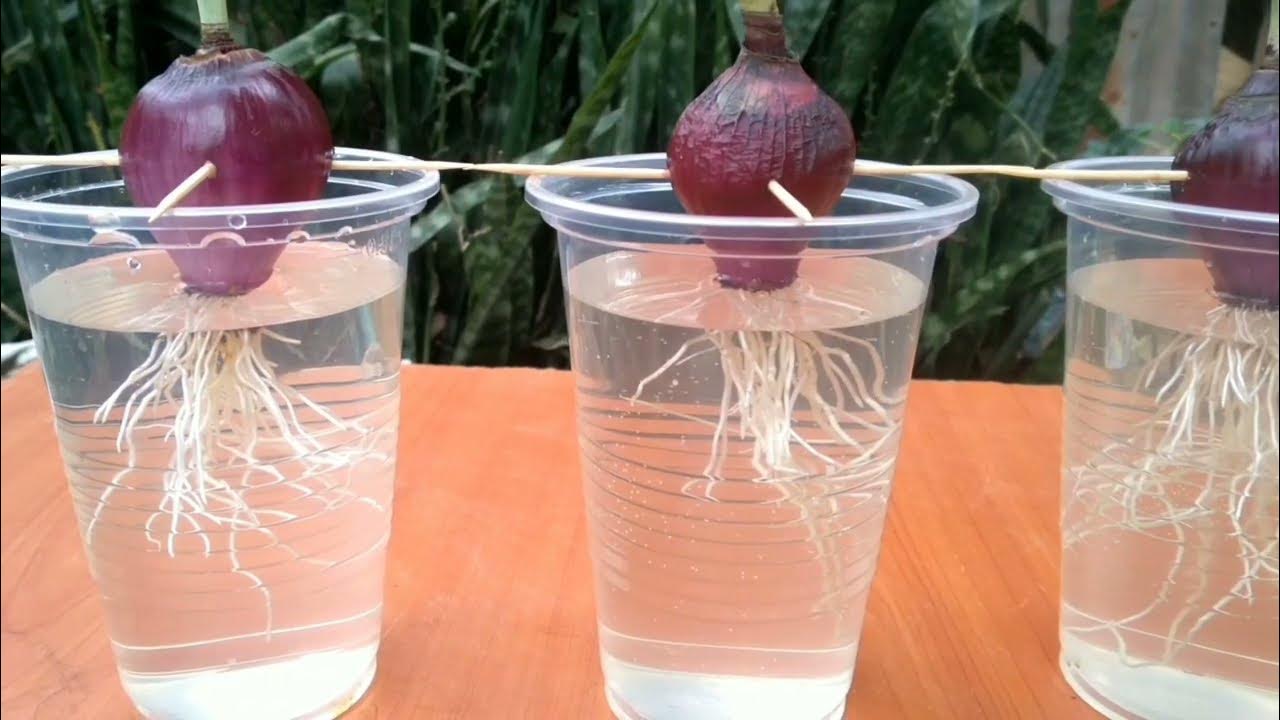 How to grow onions without soil at home step by step For beginners
