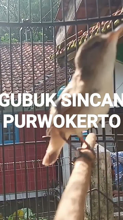 Sincan (kerak basi alis hitam) gacor roll speed rapet