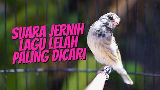 SUARA JERNIH LAGU LELAH PALING DICARI - MASTERAN BLACKTHROAT GACOR MUDAH DITIRU