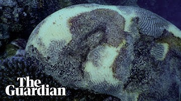 Great Barrier Reef coral bleaching event in 2024 most widespread and severe on record