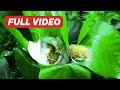 Common Tailorbird Nesting, Breeding, Feeding and Leaving the Nest – Story of Small Birds Family