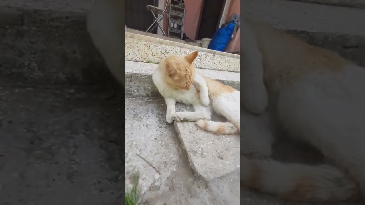 sahibine kızıp saldıran kedi shorts kedi YouTube