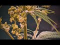 Eigene Seeds züchten: Unser neues Grow-Abenteuer im Vlog! 🌱🌸