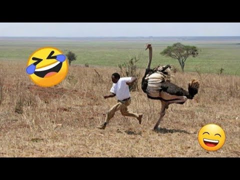 Try Not To Laugh 🤣 Funny Videos 2026 | The Funniest Videos You Ever Seen