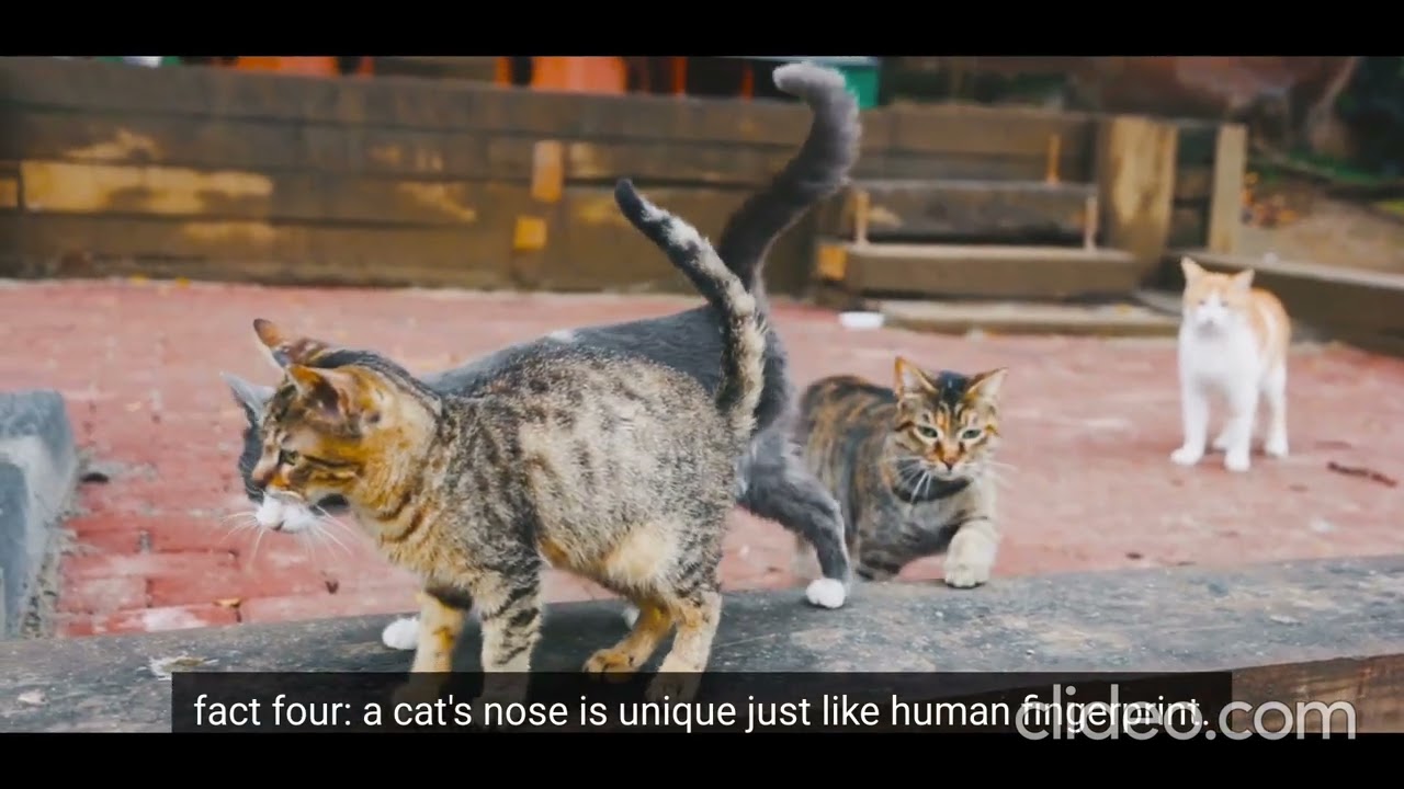 Amazing facts about cats 🐱Relax, watch, and learn something new. 