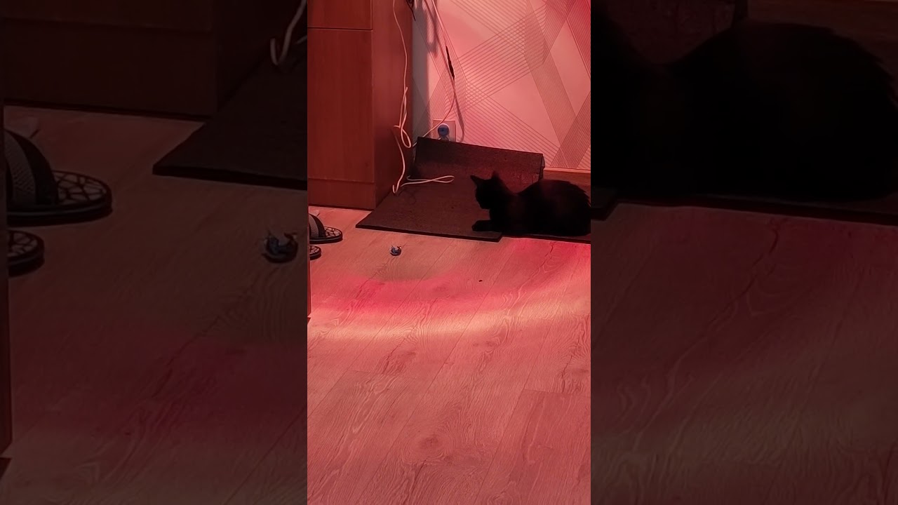 Хорошо Котике, хорошо маленькой ) 