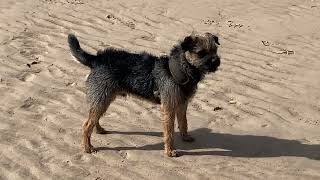 Gizmo goes to the beach with his friends 😎🤍 #borderterrier #puppy #dog by Gizmo The Border Terrier 🐾🐕 1,225 views 11 months ago 3 minutes, 53 seconds