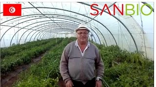 Effects of SANBIO products on pepper in greenhouses in Békalta, Tunisia (2016, Prof. Memmi)