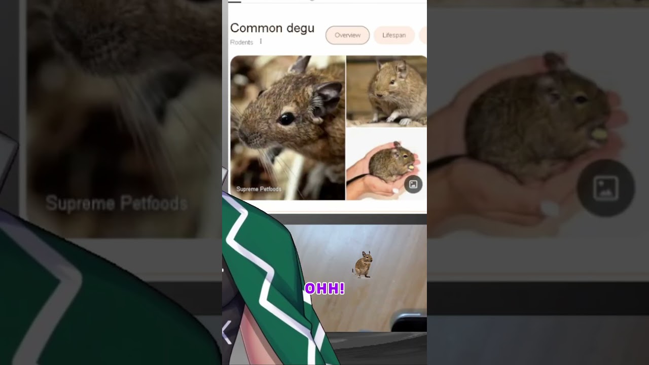 What is a Degu?