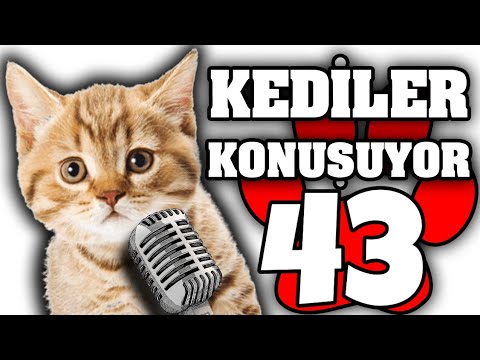 Konuşan Kediler #43 – En Komik Kedi Videoları