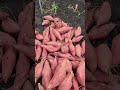 sweet potato #shortvideo