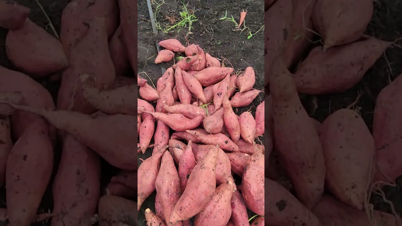 sweet potato #shortvideo