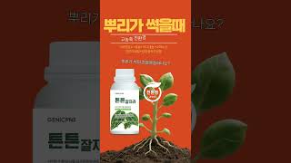 뿌리가 썩어갈때! 흔들거리고 생육이 저조합니다.  칼슘결핍증상을 해결하는 식물영양제 추천! #뿌리썩음 #뿌리가썩어갈때 #식물영양제 #식물영양제추천