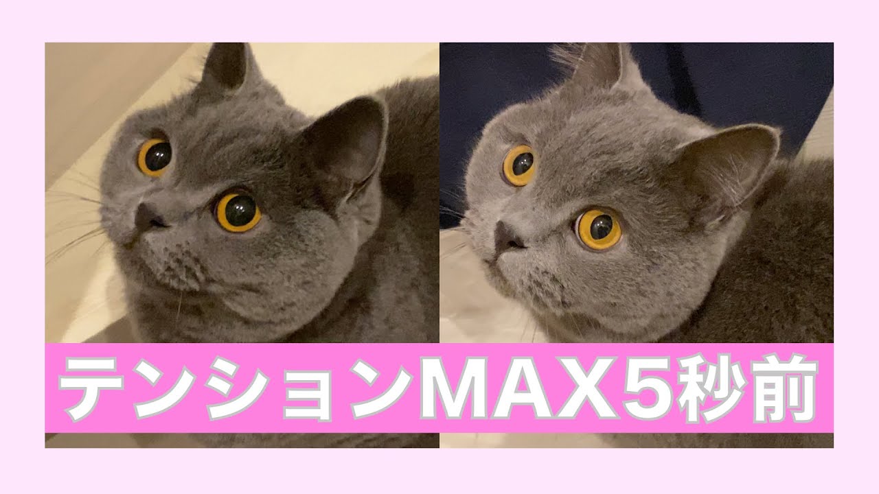 テンションが上がりすぎてかわいい猫 ブリティッシュショートヘア Youtube