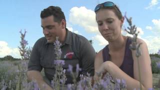 The Texas Bucket List - Blanco Lavender Fest