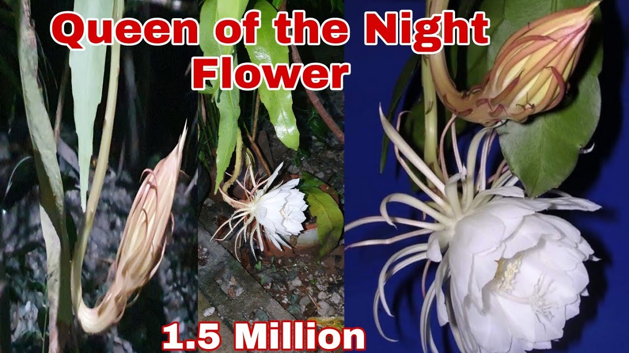 Queen of the Night Flower The Expensive Flower in the World Kadapul