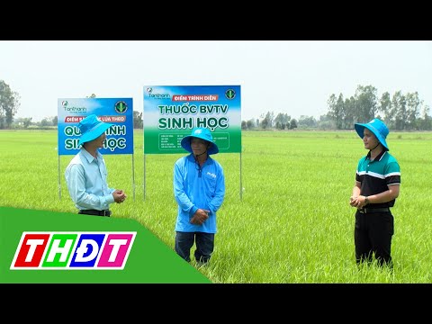 Video Chồi hữu hiệu yếu tố quan trọng cấu thành năng suất |... - YouTube